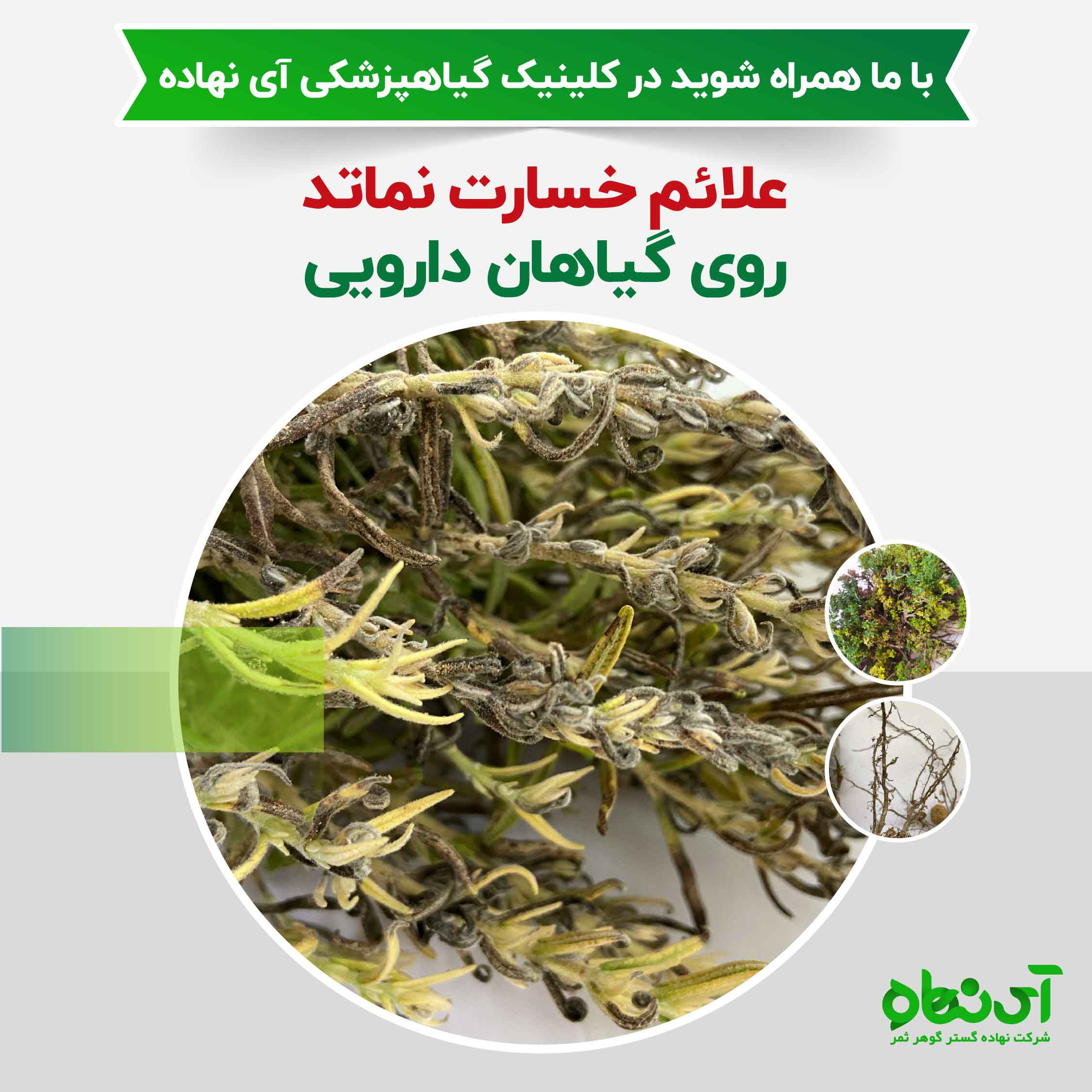 علائم خسارت نماتد روی گیاهان دارویی